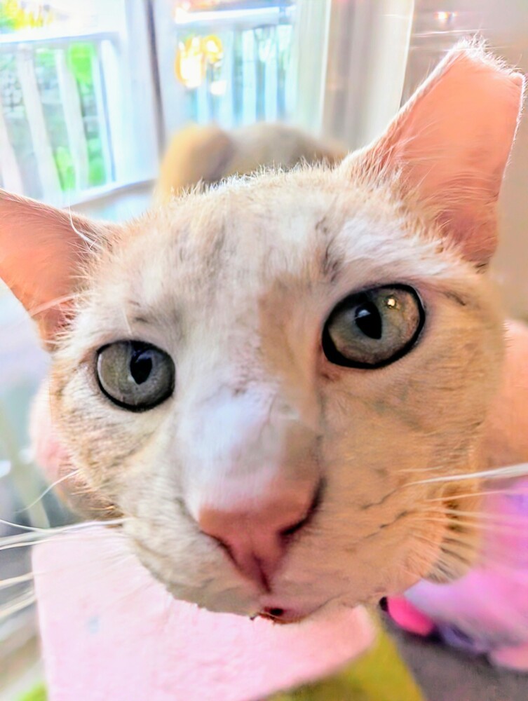 Dexter