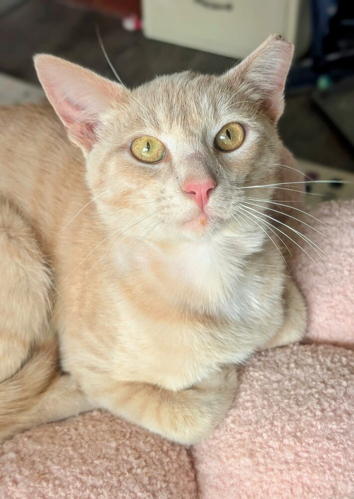Dexter