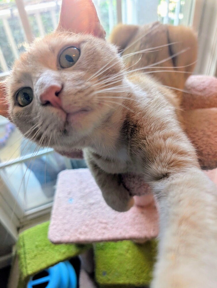 Dexter