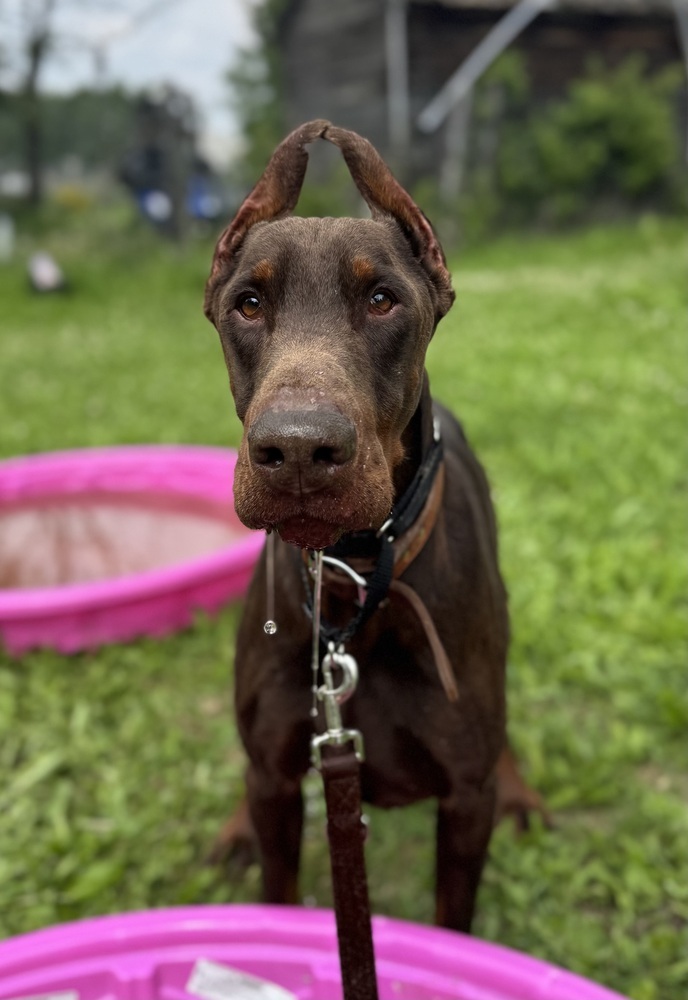 Cooper FOSTER NEEDED (EDMONTON, AB)