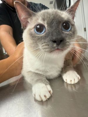 Meet Qtip Name Qtip Age 2 Years Old Breed Siamese Gender Female A Sweet Siamese with a Big Pers