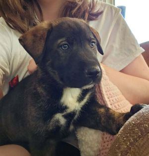 Roscoe, Adult Male unknown