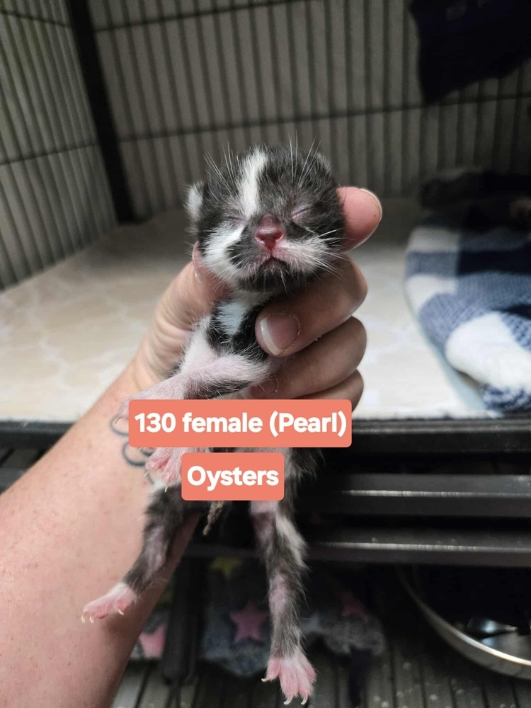 Oysters