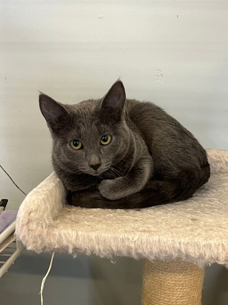 Stevie, an adoptable Domestic Short Hair in McPherson, KS, 67460 | Photo Image 1