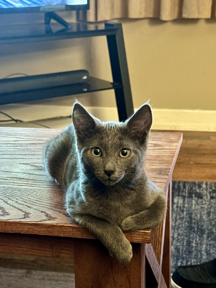 Stevie, an adoptable Domestic Short Hair in McPherson, KS, 67460 | Photo Image 2