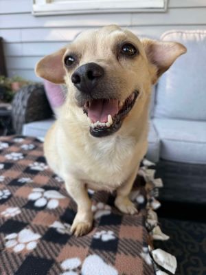 Snickerdoodle, Adult Male unknown