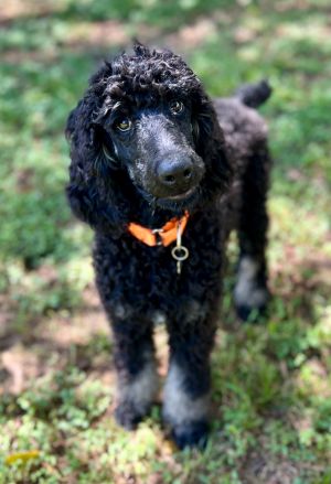 Dayton Standard Poodle Dog