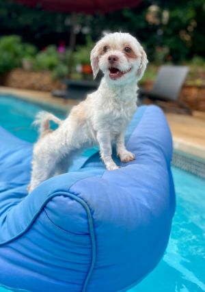 Sea Biscuit Maltese Dog