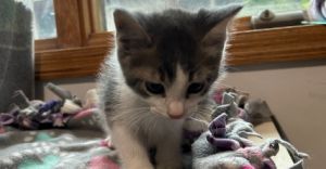 Mylo, Baby Male unknown
