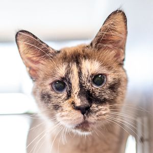 Tuffy -- Bonded Buddy With Chloe Bear, Adult Female unknown