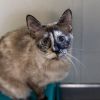 Tuffy -- Bonded Buddy With Chloe Bear photo 2