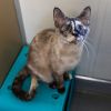 Tuffy -- Bonded Buddy With Chloe Bear photo 3