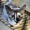Tuffy -- Bonded Buddy With Chloe Bear photo 4