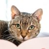 Chloe Bear -- Bonded Buddy With Tuffy photo 1