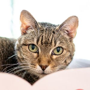 Chloe Bear -- Bonded Buddy With Tuffy, Senior Female unknown