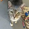 Chloe Bear -- Bonded Buddy With Tuffy photo 4