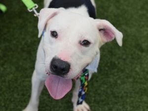 Mac Mixed Breed Dog