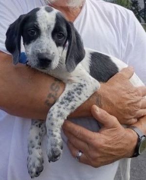 Domino MGO in MS, Baby Male unknown