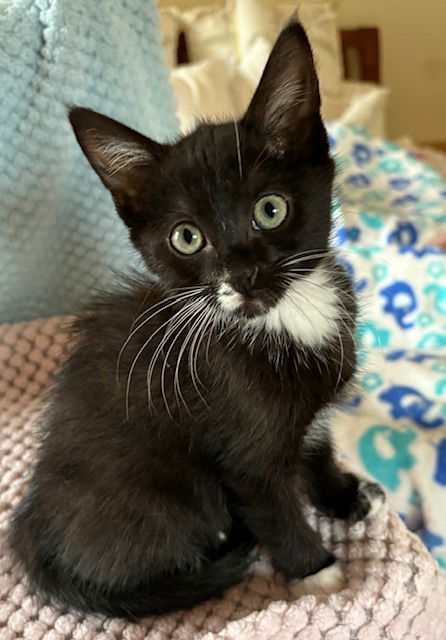 Kitten Frannie