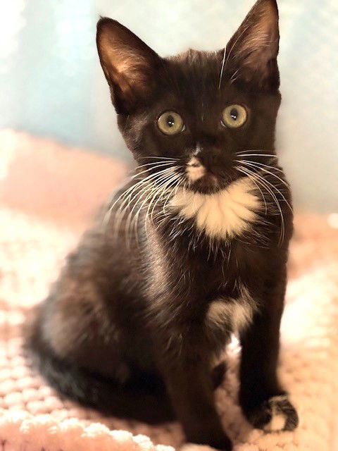 Kitten Frannie