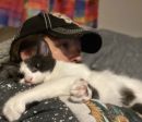 Catmaro's profile on Petfinder.com