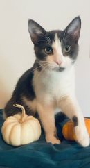 Catmaro's profile on Petfinder.com