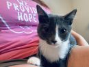 Catnova's profile on Petfinder.com