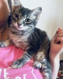 Catcamino's profile on Petfinder.com