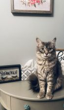 Catcamino's profile on Petfinder.com