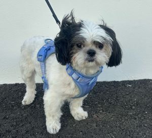 All of our dogs are spayedneutered shots current DHPP Bordetella and Rabies where applicable d