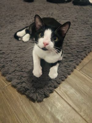 ◆Cat◆ Cats for Adoption Near Glendale, AZ | Petfinder