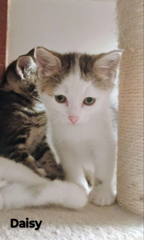 Daisy, an adoptable Domestic Medium Hair in Laramie, WY, 82073 | Photo Image 1
