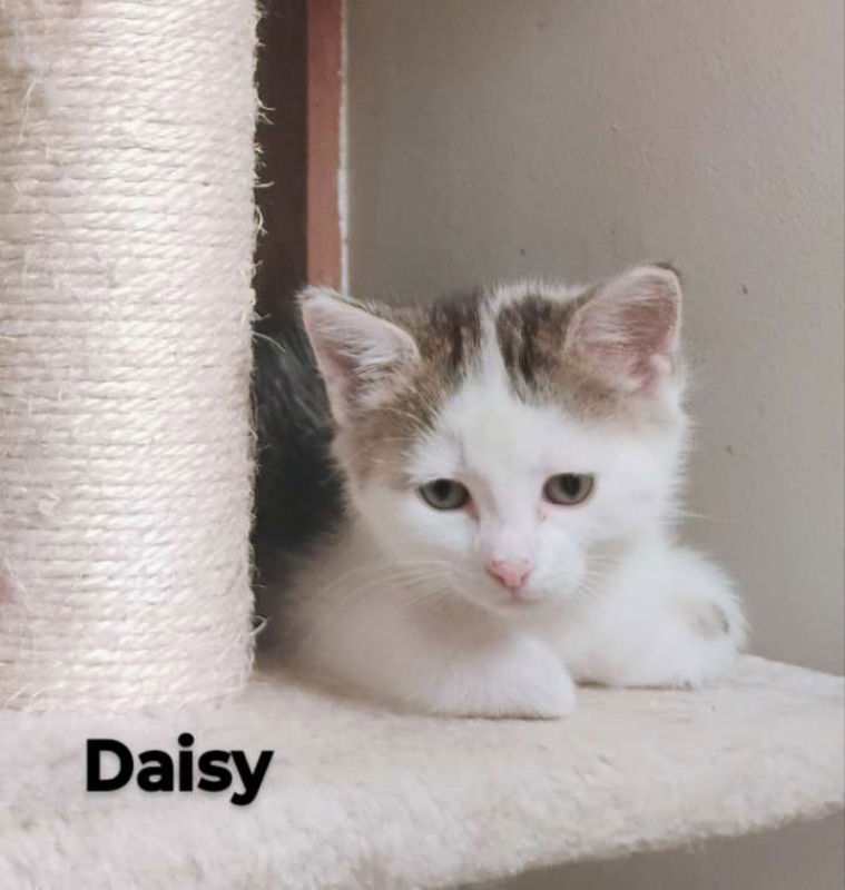 Daisy