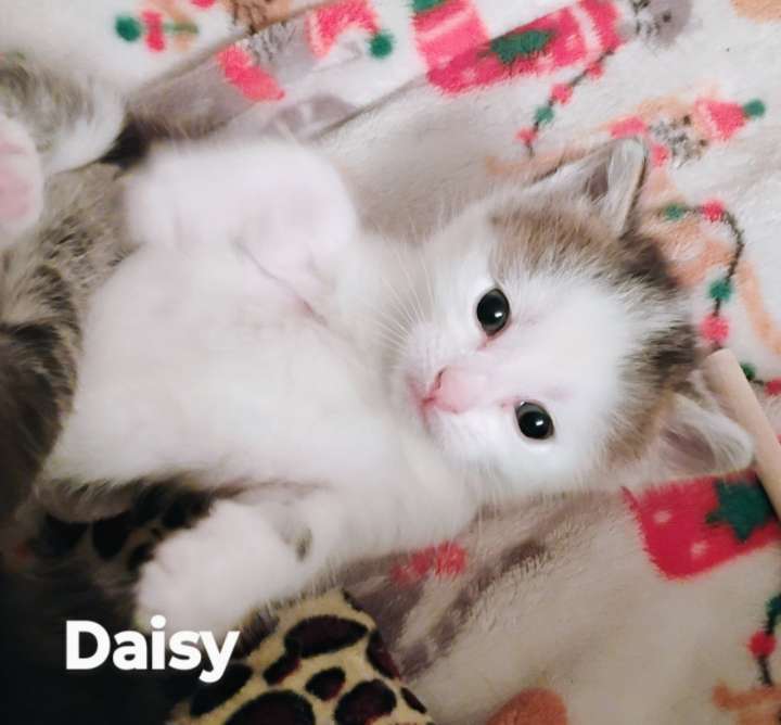 Daisy, an adoptable Domestic Medium Hair in Laramie, WY, 82073 | Photo Image 3