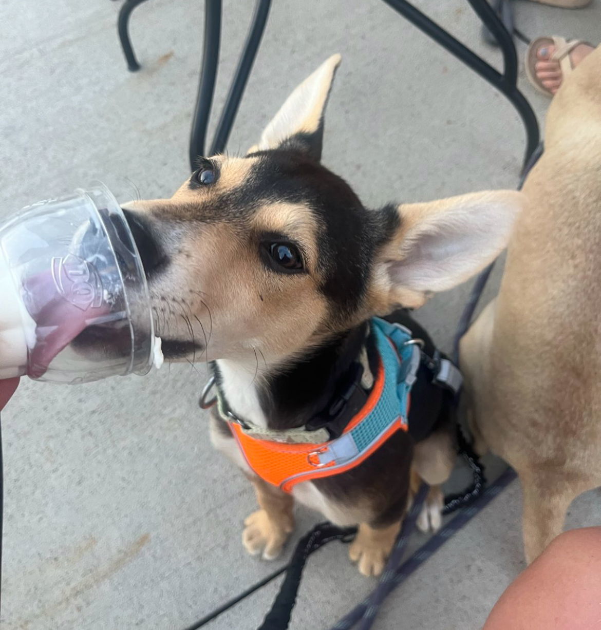 Banjo, an adoptable Mixed Breed in Laramie, WY, 82073 | Photo Image 2