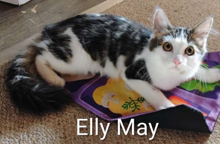 Elly May, an adoptable Domestic Medium Hair in Laramie, WY, 82073 | Photo Image 1
