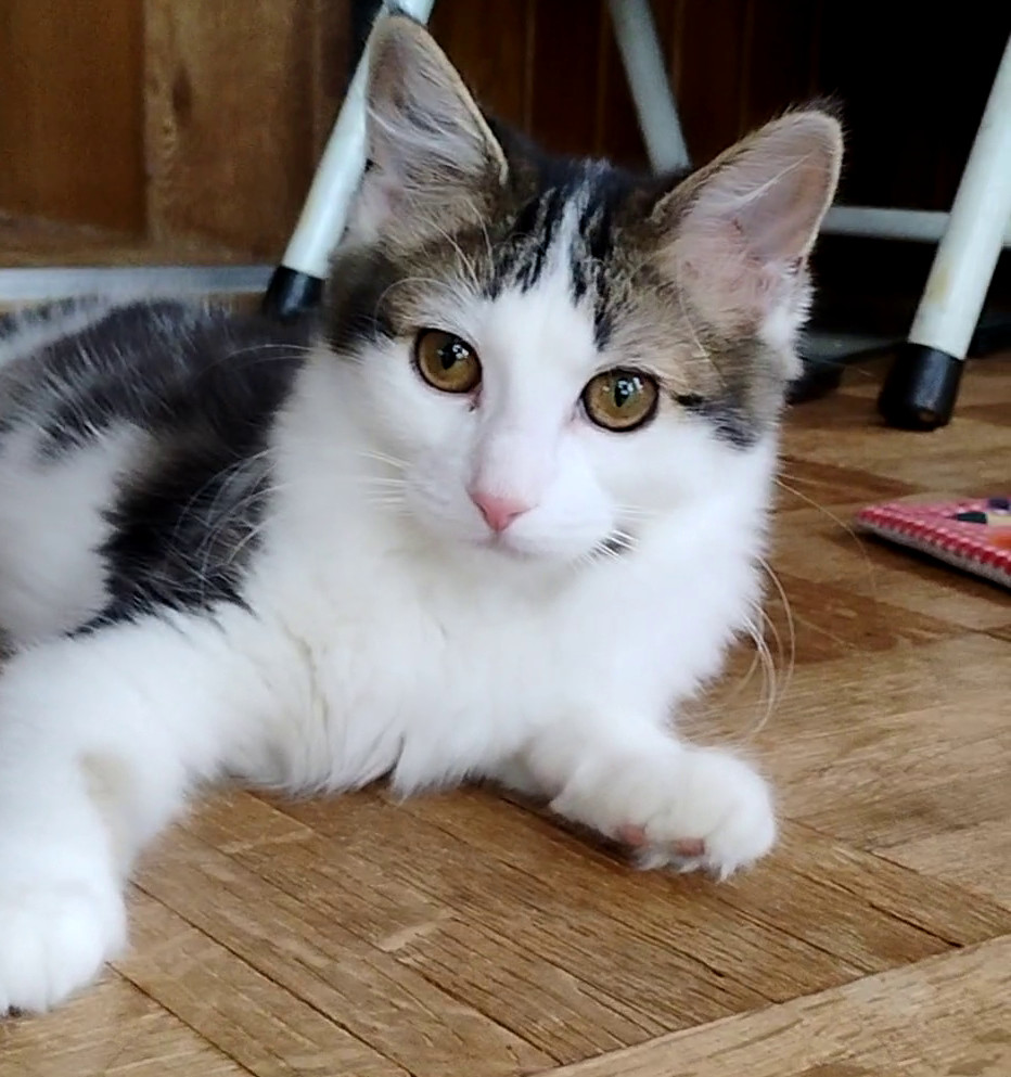 Elly May, an adoptable Domestic Medium Hair in Laramie, WY, 82073 | Photo Image 1