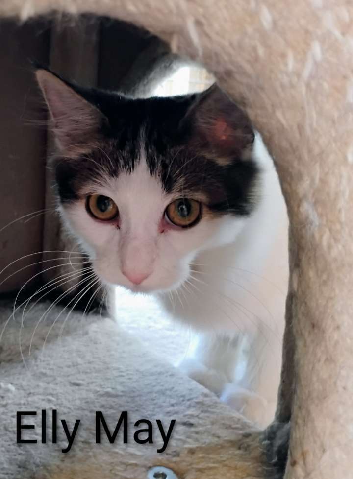 Elly May, an adoptable Domestic Medium Hair in Laramie, WY, 82073 | Photo Image 2