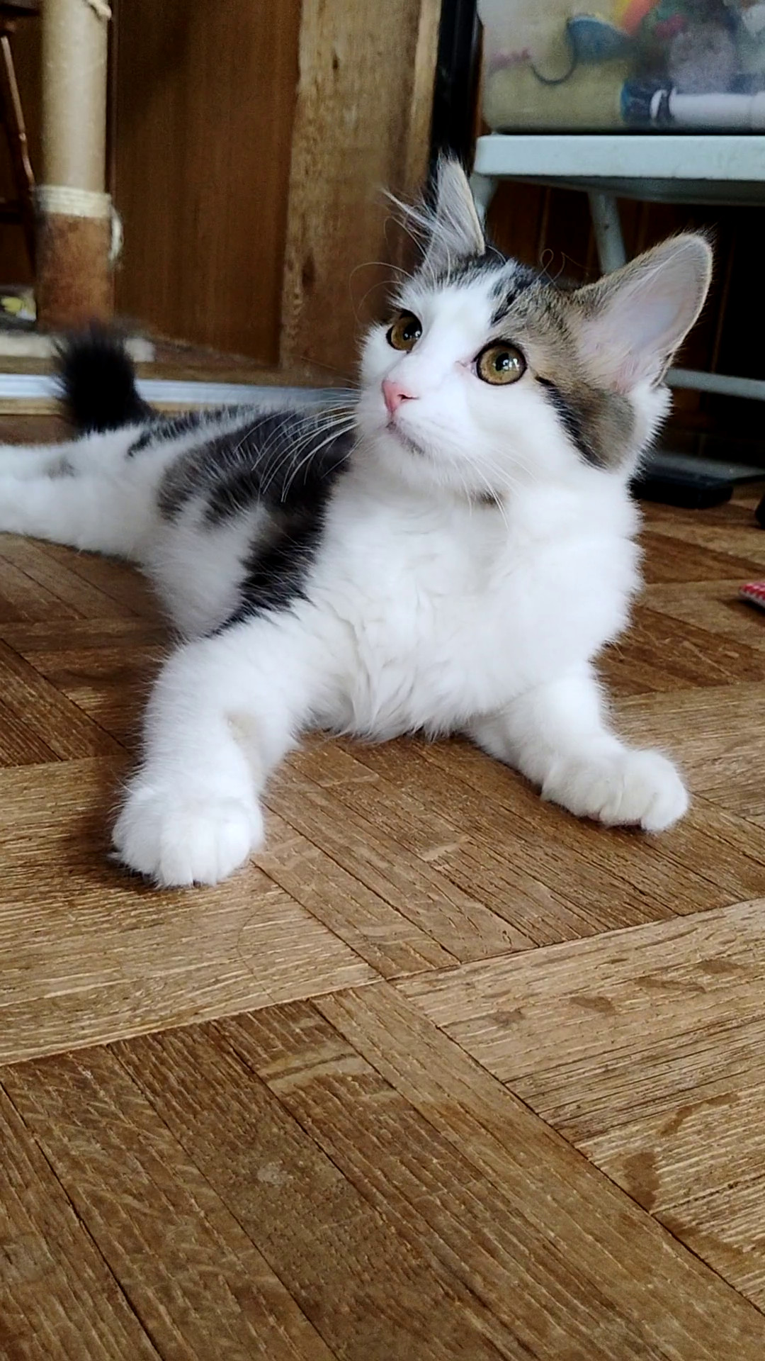 Elly May - AC Kitty!