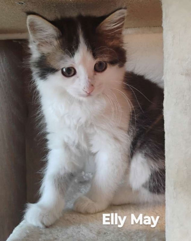 Elly May, an adoptable Domestic Medium Hair in Laramie, WY, 82073 | Photo Image 3