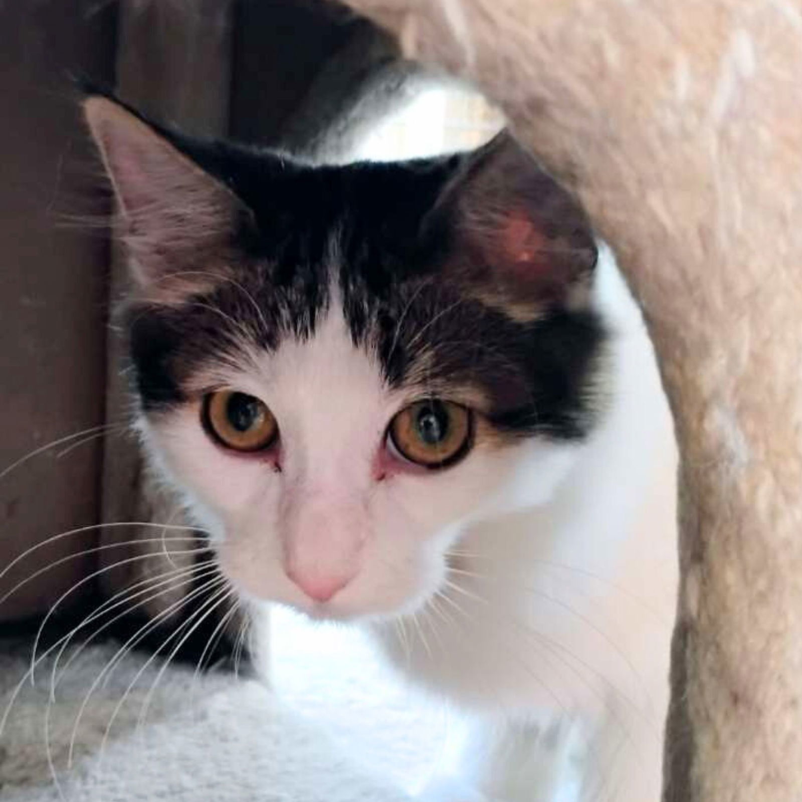 Elly May, an adoptable Domestic Medium Hair in Laramie, WY, 82073 | Photo Image 3