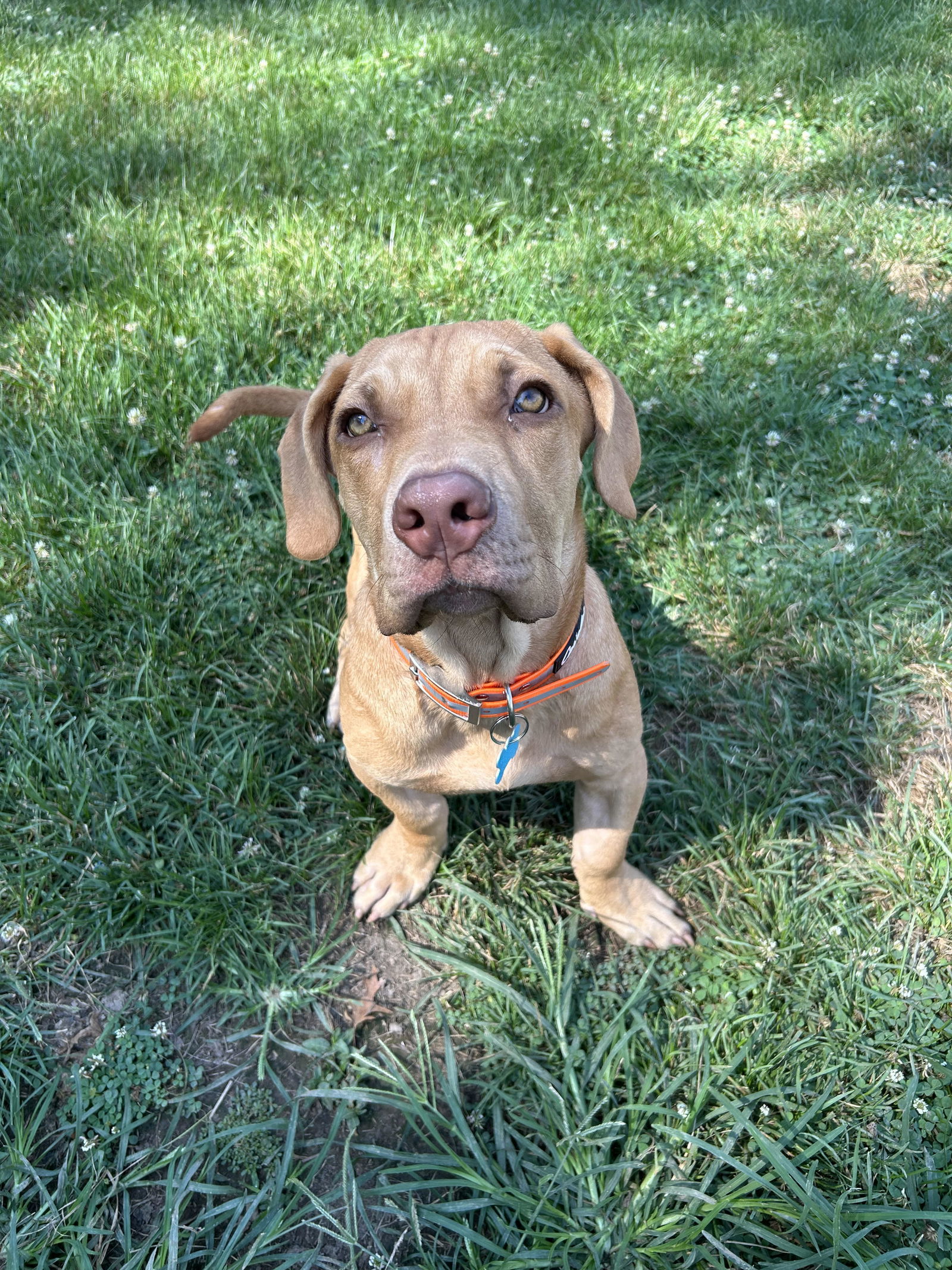Pepperoni Pete