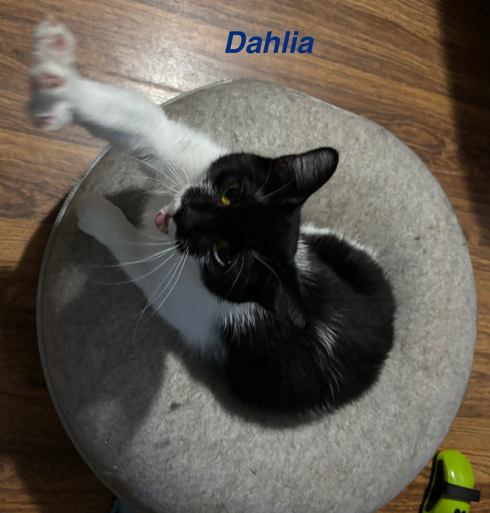 Dahlia