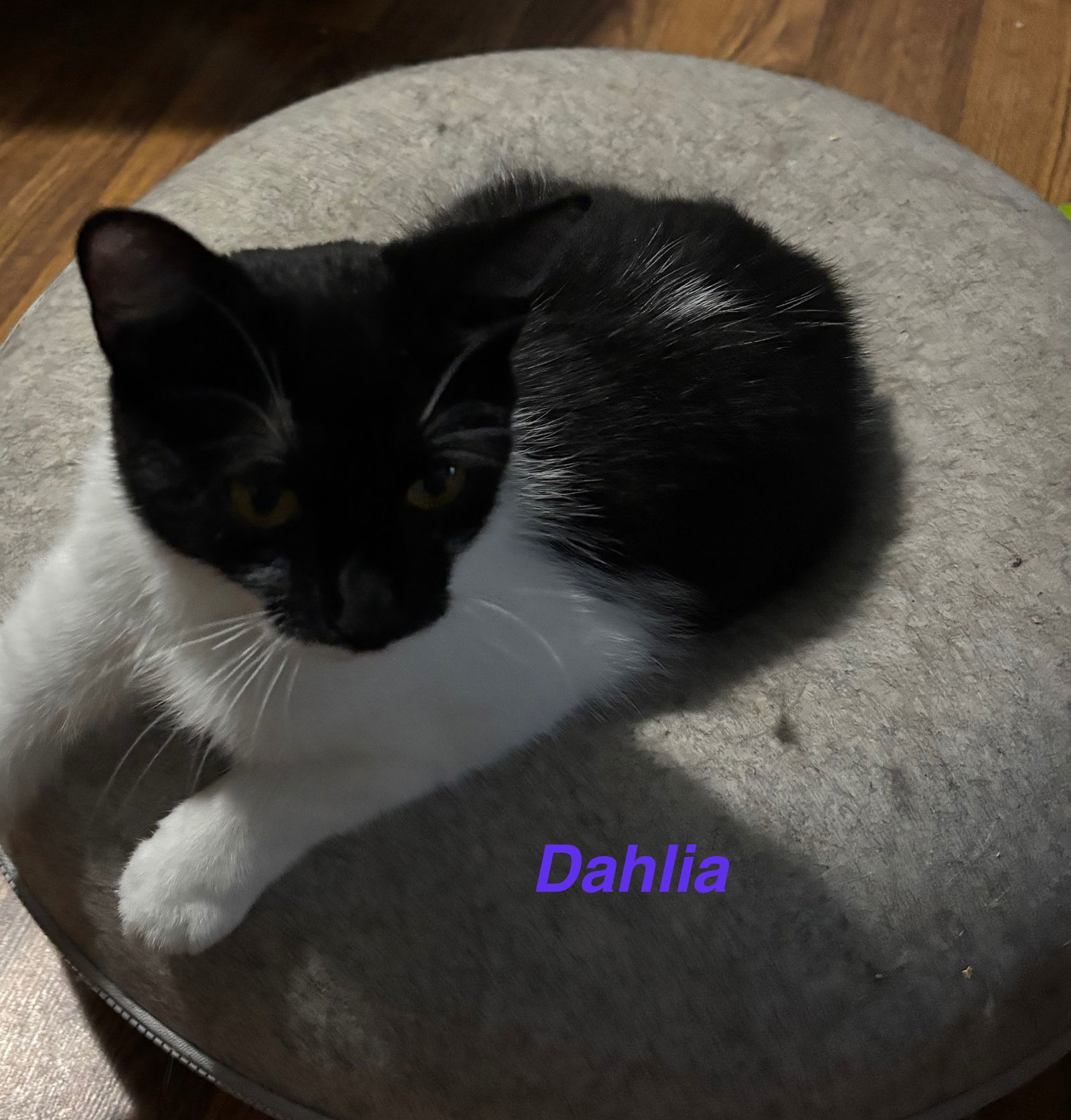 Dahlia