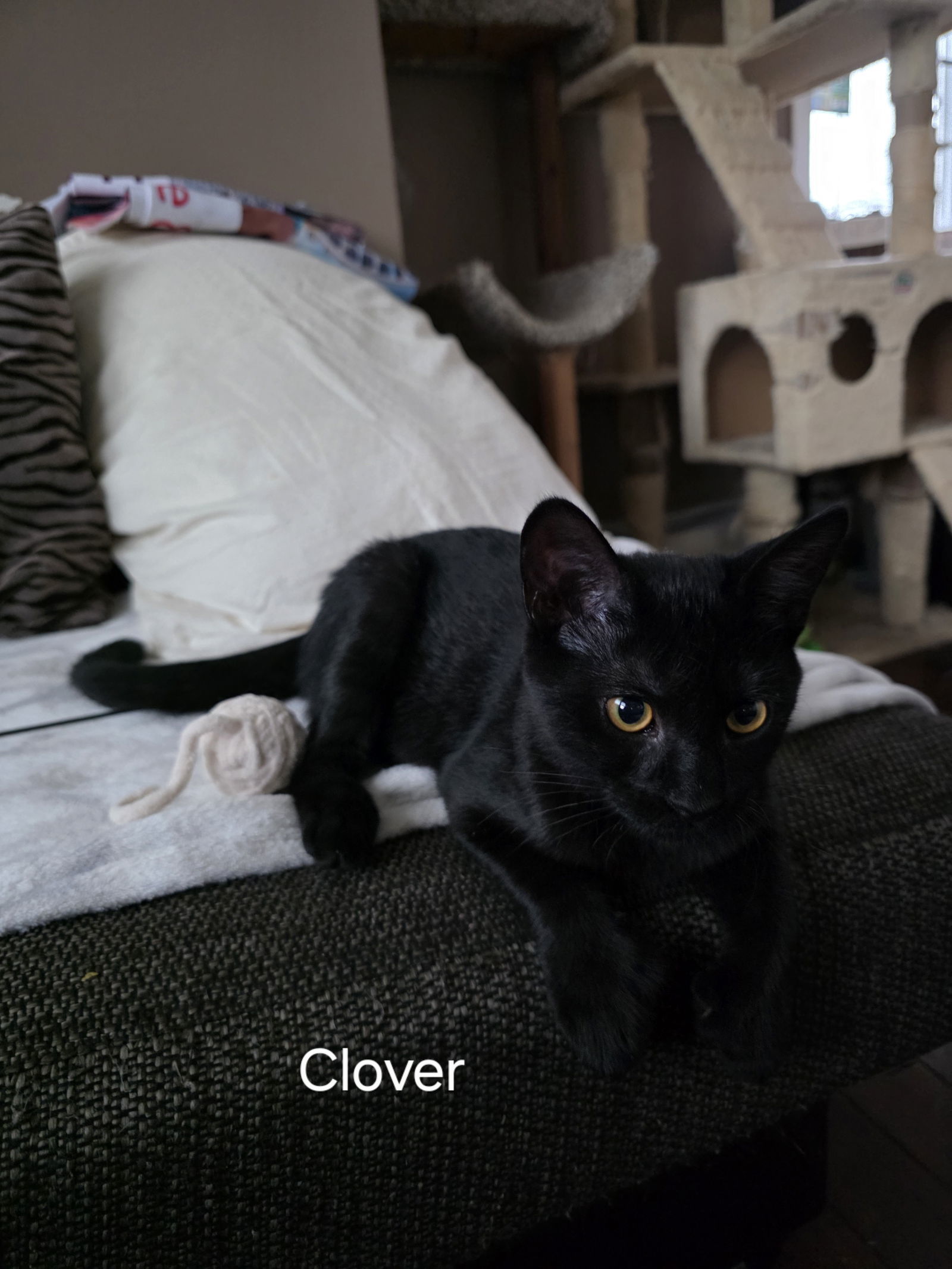 Clover