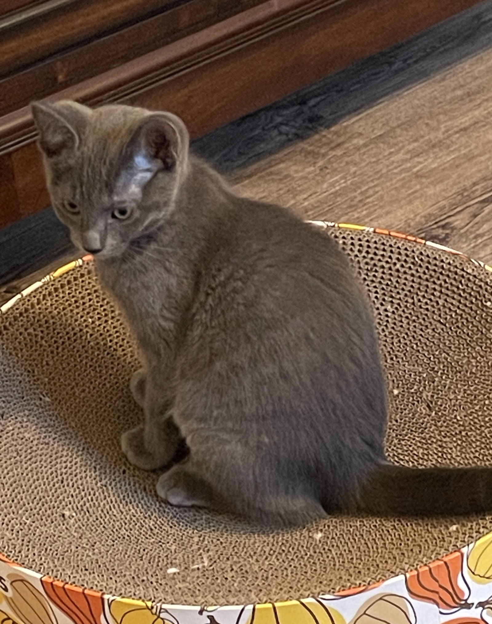 Smokie