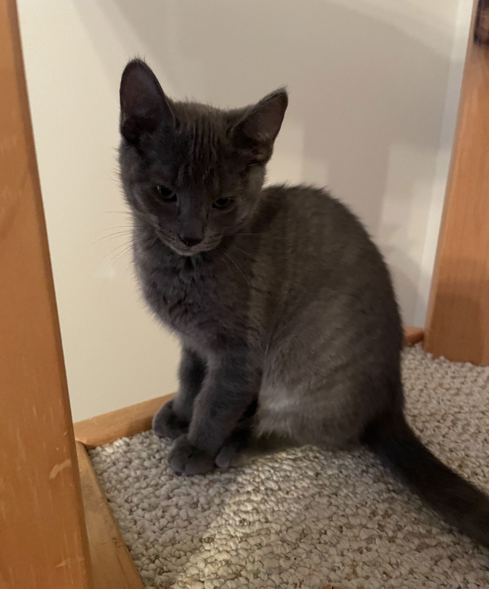 Smokie