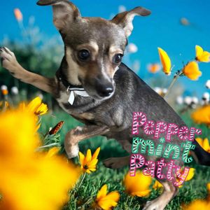 Peppermint Patty Chihuahua Dog