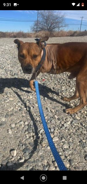 Meet Milo Milo was hit by a car and then the leg got infected A good samaritan helped save him