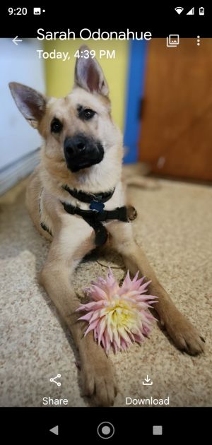 Beautiful 1 year old Layla is looking for her furever home She is spayed crate trained friendly w